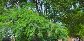 दो कुंतल प्रतिबंधित थाई मांगुर मछली को प्रसासन ने कराया नष्ट